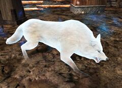 Wolf Spirit (Personal story).jpg