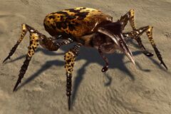 Giant Spotted Beetle.jpg