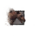 Juvenile Murellow.png