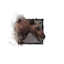 Juvenile Murellow.png