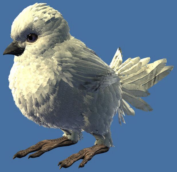 File:Mini White Cuckoo Hatchling.jpg