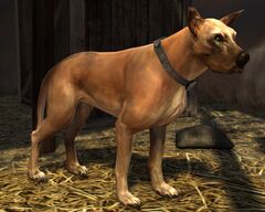 Dog.jpg