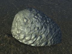Egg Sac.jpg