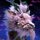 Hundred Petals Noble Skyscale Skin.png