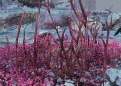 Leafy Bush.jpg