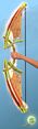 Sun-Blessed Zephyrite Short Bow.jpg
