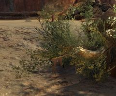 Tattered Cloth.jpg