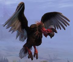 Vulture.jpg