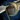 Norn Speargun.png