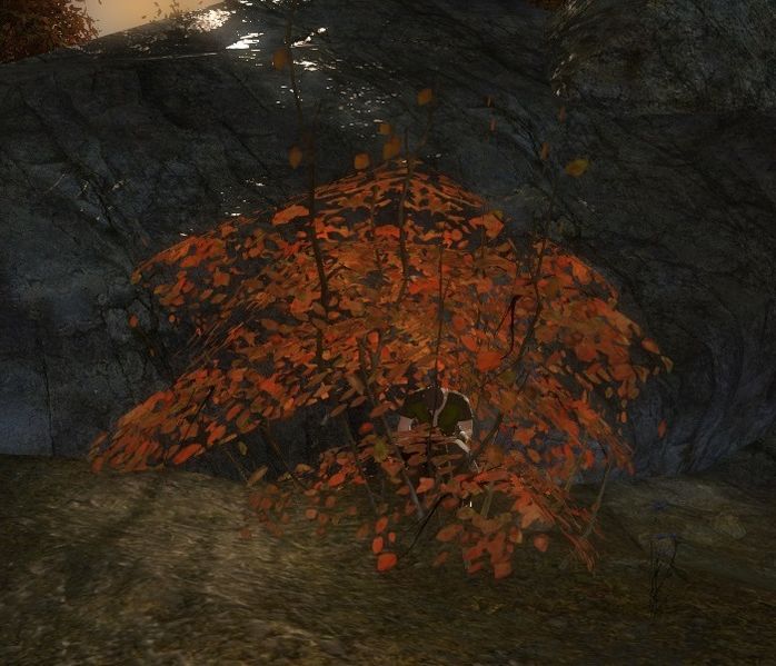 File:Ordinary Bush.jpg