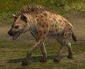 Spotted Hyena.jpg