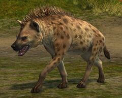 Spotted Hyena.jpg