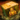 Veteran Fire Elemental Loot Box