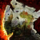 Flying Lesson—Thunderhead Peaks.png
