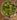 Jungle Anomaly map.jpg