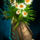 Pot of Chrysanthemums.png