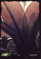 Sylvari 2/5: Jungle by Matthew Barrett