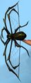 Araneae.jpg