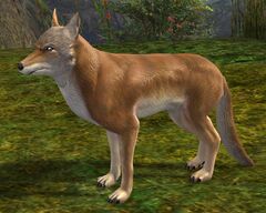 Coyote.jpg