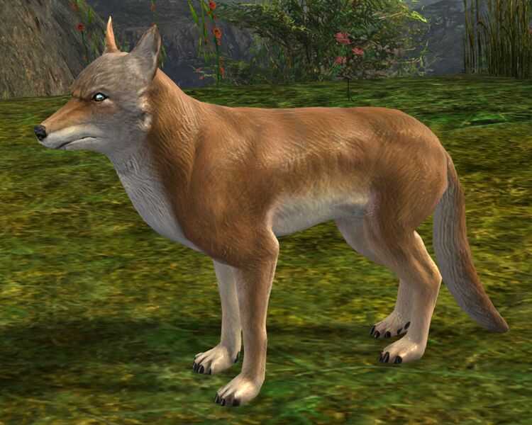 File:Coyote.jpg