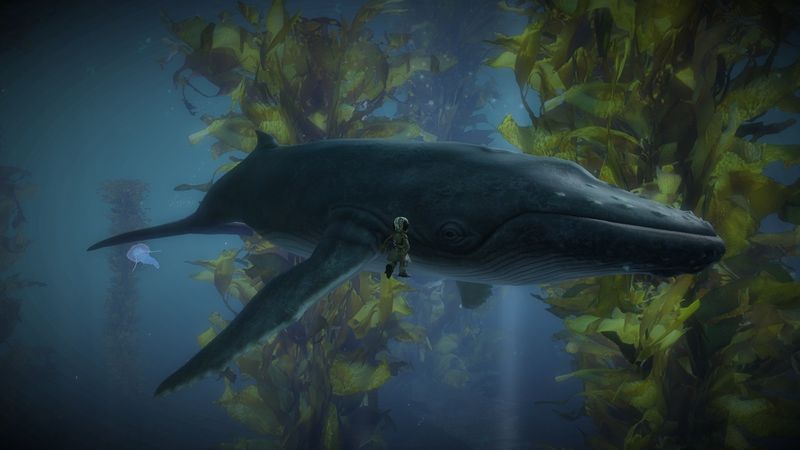 File:Humpback Whale comparison.jpg