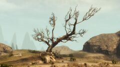 Lone-Tree Hill.jpg