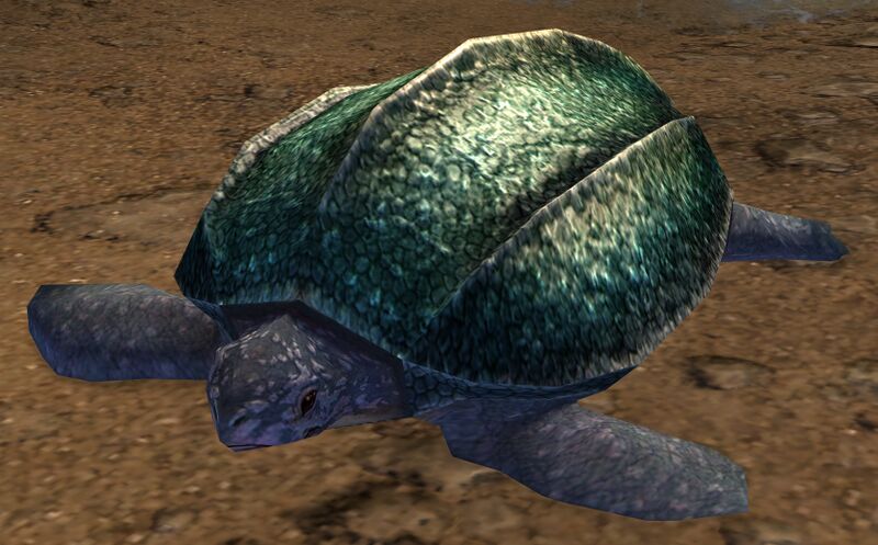 File:Sea Turtle (Sandswept Isles).jpg