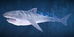 Shark (Spirit of the Wild).jpg