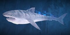 Shark (Spirit of the Wild).jpg
