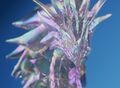 Aurene statue 05.jpg