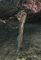 Risen Arm.jpg