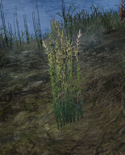 File:Slimy Seaweed.jpg