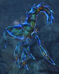 Star Shrimp.jpg