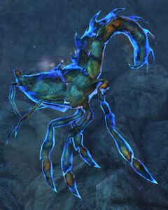 Star Shrimp.jpg