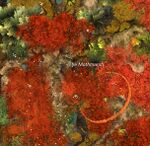 A Crustacean Calamity Susanna.jpg
