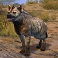 Mountain Hyena.jpg