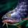 Arowana.png