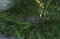 Thumbnail for version as of 17:35, 15 April 2017