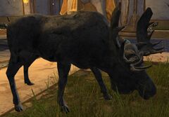 Moose (Exhibit).jpg