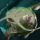 Old Whiskers.png