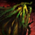 Vine-Covered Crate.png