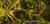 Auric Basin chests Maguuma Shallows 1.jpg