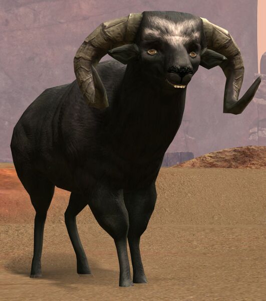 File:Black Ram.jpg