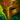 Illustrious Masque.png