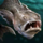 Stargazer.png