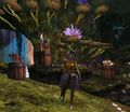 Sylvari variant