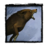 Brutal Charge (canine).png