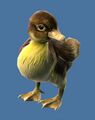 Mini Duckling.jpg