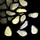Sesame Seed.png