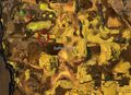 Thumbnail for version as of 23:30, 24 October 2017
